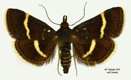 Grdelljusmott Pyrausta cingulata