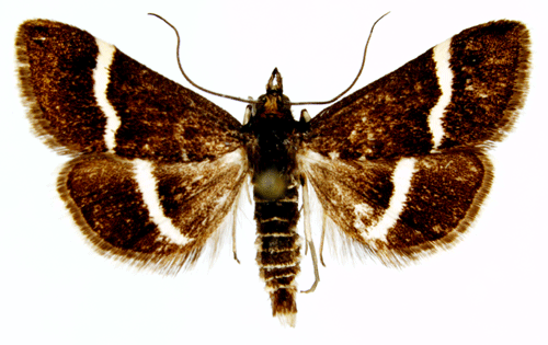 Grdelljusmott Pyrausta cingulata