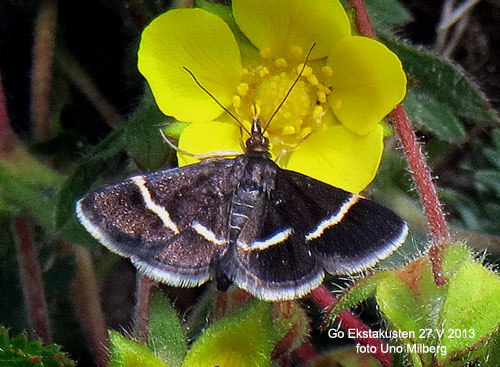 Grdelljusmott Pyrausta cingulata