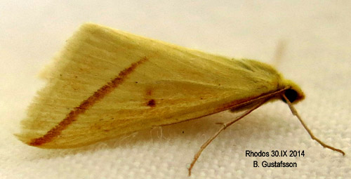 Svavelmtare Rhodometra sacraria