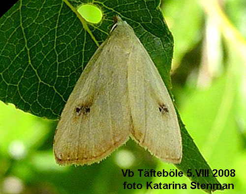 Trdspinnarfly Rivula sericealis