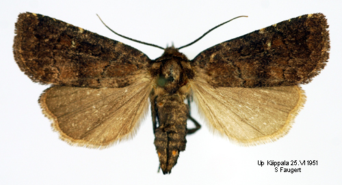Mrkbrunt skuggfly Rusina ferruginea
