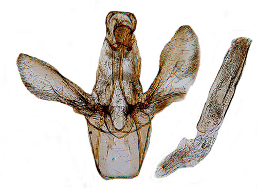 Vithvdat molnmott Salebriopsis albicilla