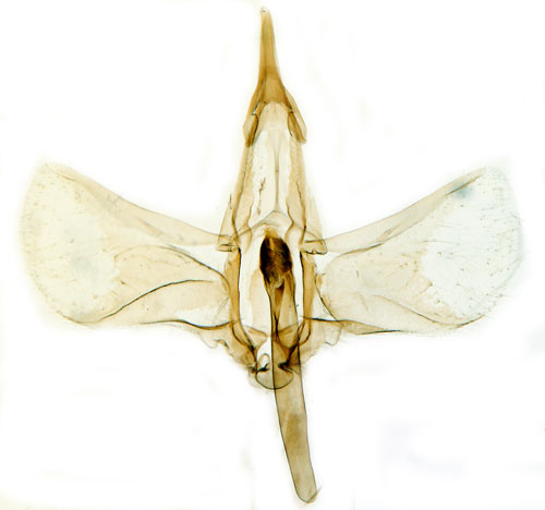 Strre svmott Schoenobius gigantellus