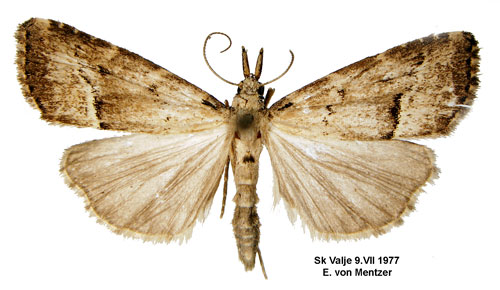 Tvrstreckat mottfly Schrankia taenialis