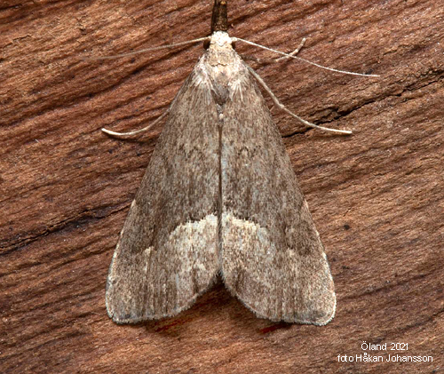 Tvrstreckat mottfly Schrankia taenialis