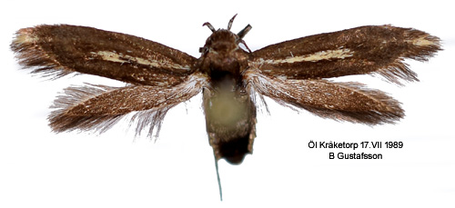 Knavelfltmal Scythris cicadella
