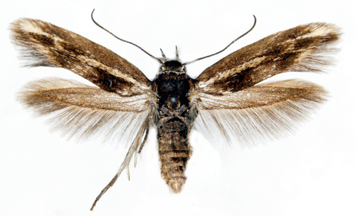 Knavelfltmal Scythris cicadella