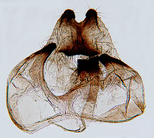 Nordlig korthuvudmal Scythris fuscopterella