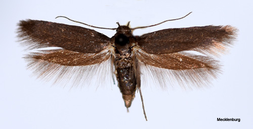 gonbrynsfltmal Scythris picaepennis