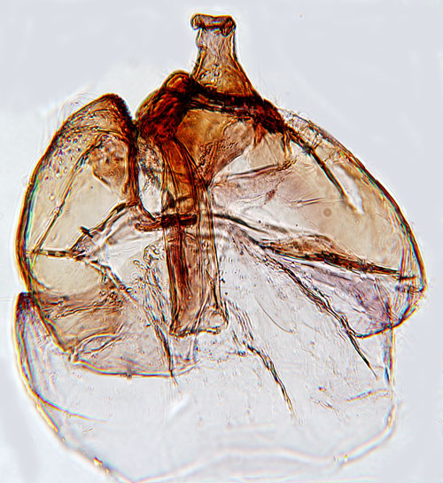 gonbrynkorthuvudmal Scythris picaepennis