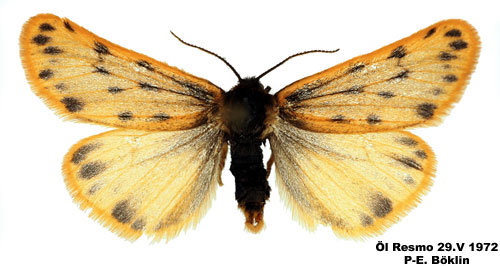 Liten borstspinnare Setina roscida