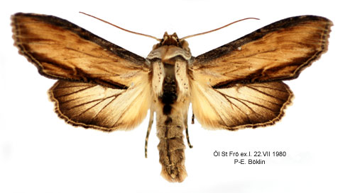 Grgult kapuschongfly Cucullia lychnitis