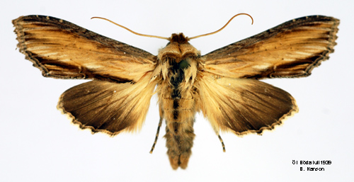 Flenrtkapuschongfly Cucullia scrophulariae