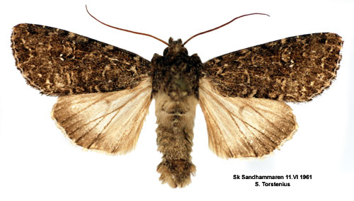Vitpunkterat lundfly Sideridis albicolon