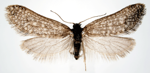 Tallsckspinnare Dahlica listerella