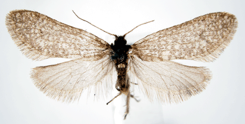 Klippsckspinnare Dahlica rupicolella
