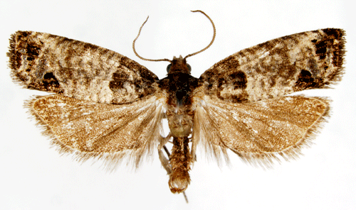 Lrkknoppvecklare Spilonota laricana