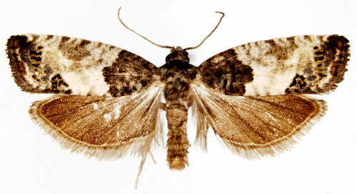 Lvtrdsknoppvecklare Spilonota ocellana