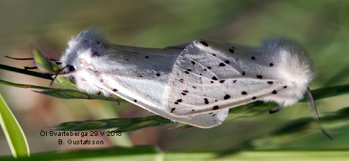 Prickig tigerspinnare Spilosoma lubricipedum