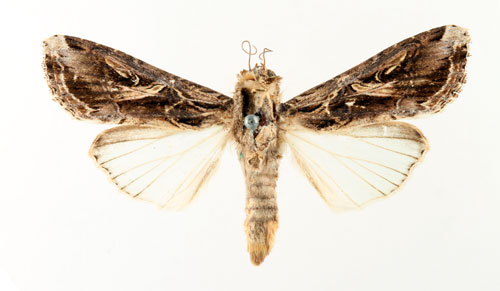 Strre bomullsfly Spodoptera dolichos