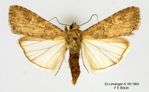 Smalvingat lvfly Spodoptera exigua