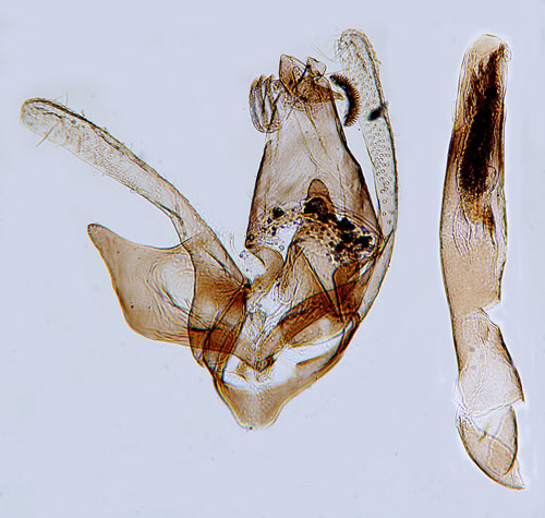 Gulhvdad hagtornsbrokmal Spuleria flavicaput