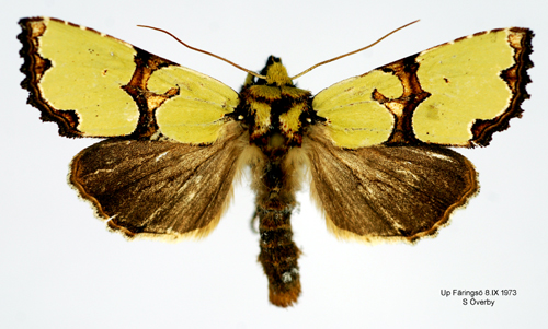 Grnt rotfly Staurophora celsia