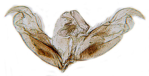 Mandelblomfjdermott Stenoptilia pelidnodactyla