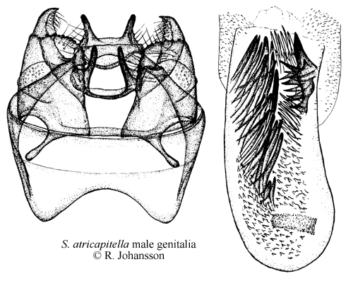 Lngtofsdvrgmal Stigmella atricapitella