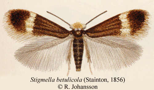 Smbjrksdvrgmal Stigmella betulicola