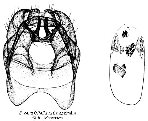 Bandad rosendvrgmal Stigmella centifoliella