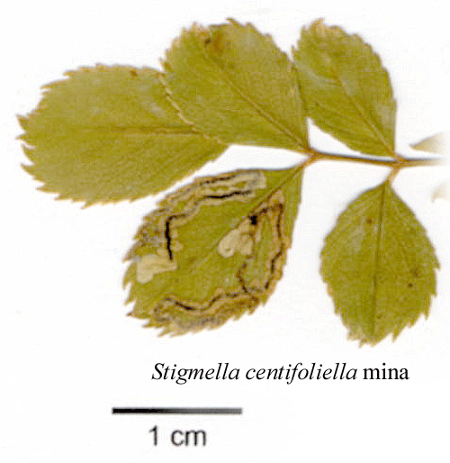 Bandad rosendvrgmal Stigmella centifoliella