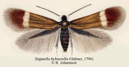 Opaldvrgmal Stigmella hybnerella
