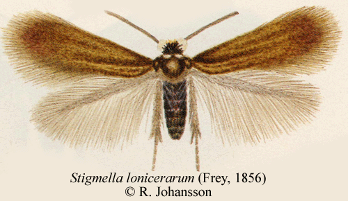 Trydvrgmal Stigmella lonicerarum