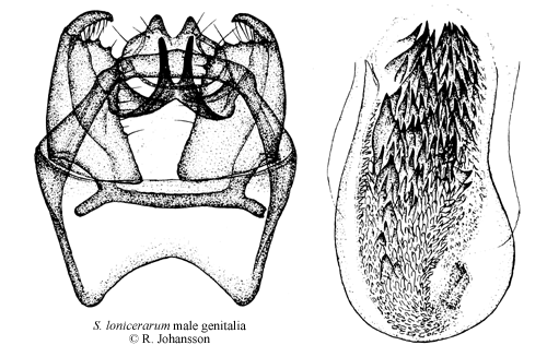 Trydvrgmal Stigmella lonicerarum