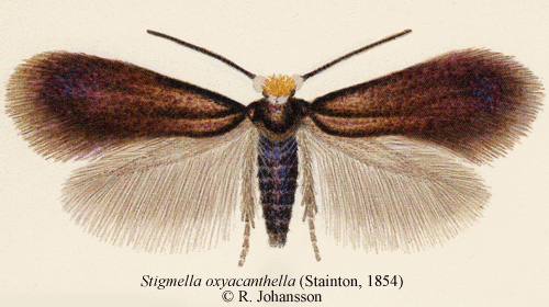 Skimmerdvrgmal Stigmella oxyacanthella