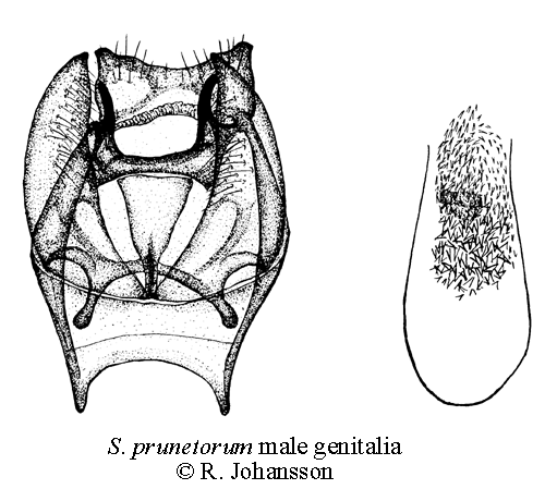 Spiraldvrgmal Stigmella prunetorum