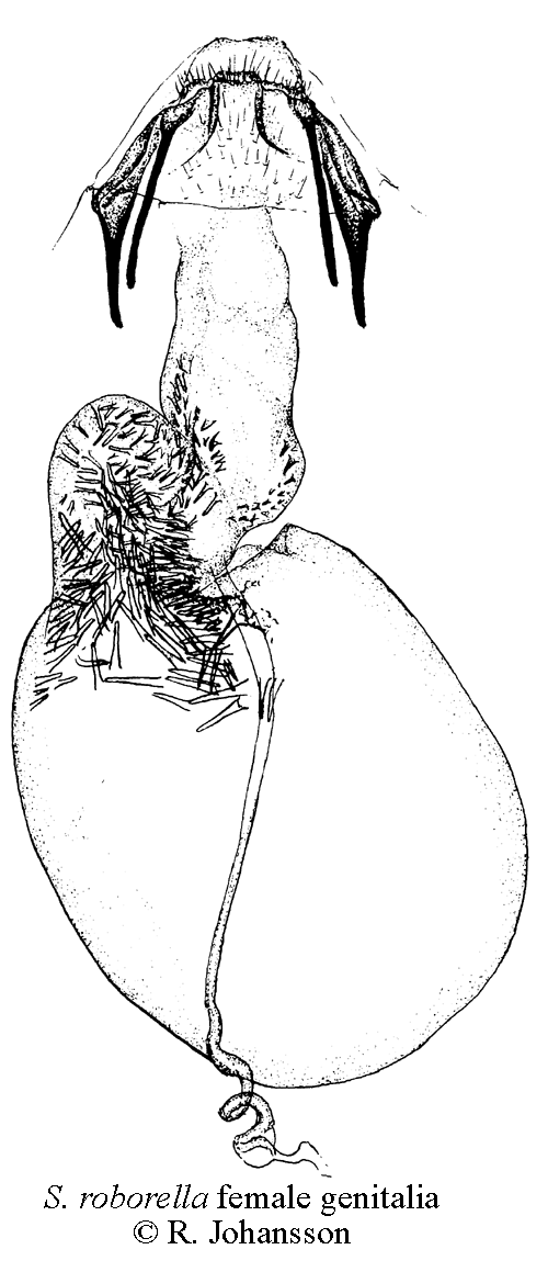 Rosthuvad ekdvrgmal Stigmella roborella