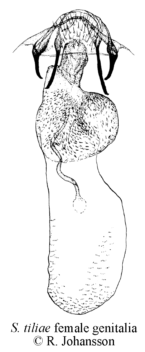 Linddvrgmal Stigmella tiliae