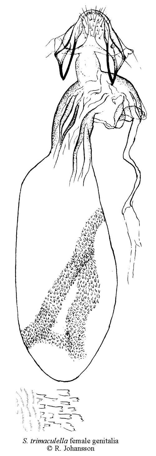 Rostgumpdvrgmal Stigmella trimaculella