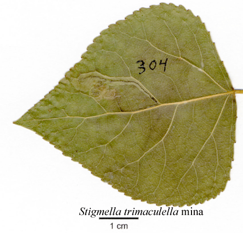 Rostgumpdvrgmal Stigmella trimaculella