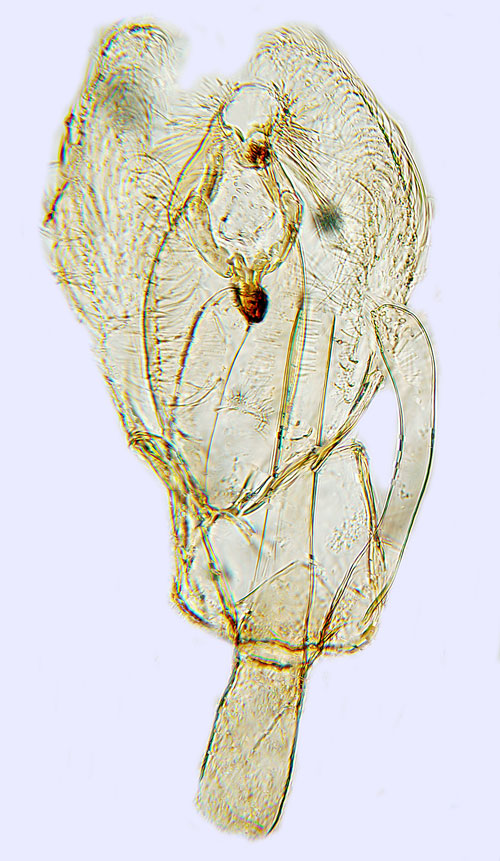 Motflckpalpmal Syncopacma sangiella