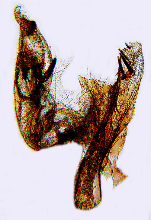 Omvndbandad kringtandpalpmal Syncopacma taeniolella