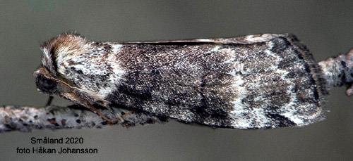 Svartgr blekmaskspinnare Tetheella fluctuosa
