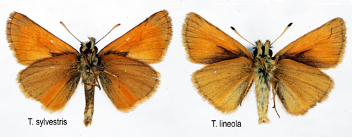 Mindre ttelsmygare Thymelicus lineola