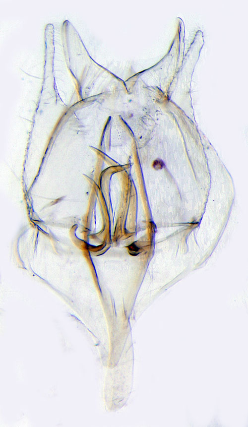 Strre ekluggmal Tischeria ekebladella