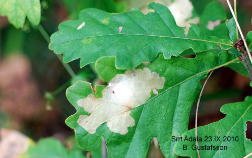 Strre ekluggmal Tischeria ekebladella