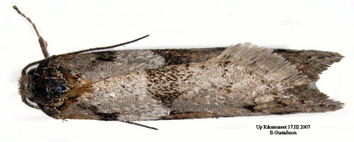 Vrlngvecklare Tortricodes alternellus
