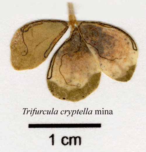 Alvardvrgmal Trifurcula cryptella